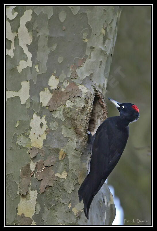 Black Woodpecker