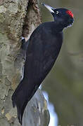 Black Woodpecker