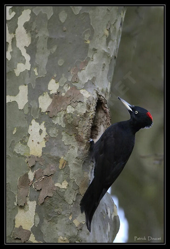 Black Woodpecker