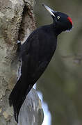 Black Woodpecker