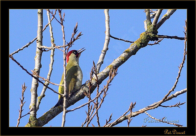 European Green Woodpecker