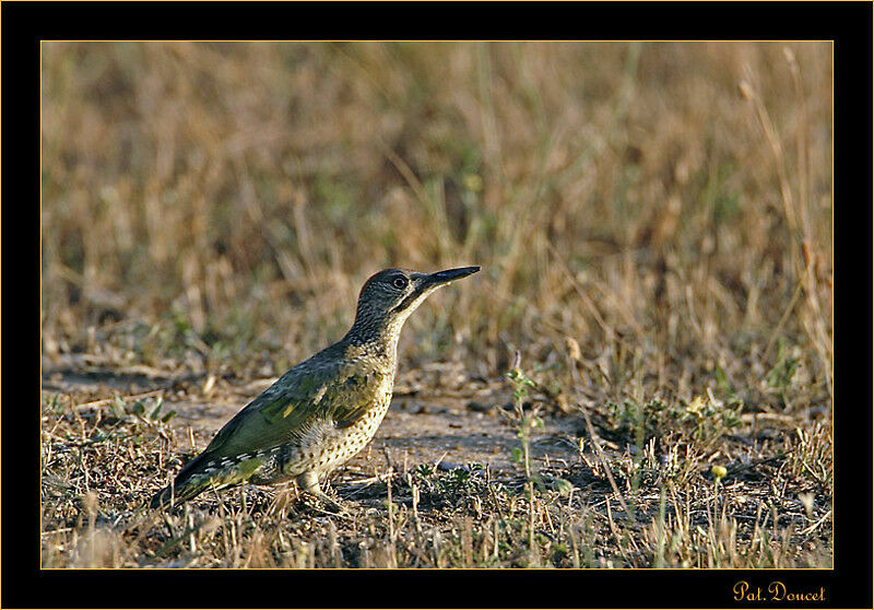 European Green Woodpeckerjuvenile