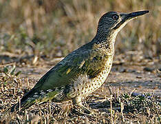 European Green Woodpecker