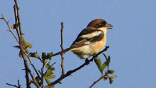 Woodchat Shrike