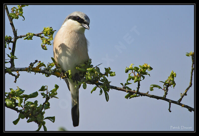 Red-backed Shrike