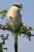 Red-backed Shrike