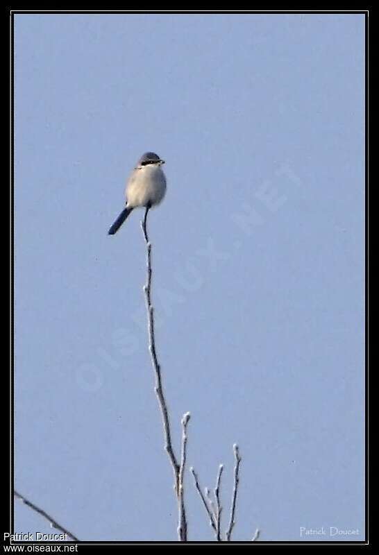 Great Grey Shrikeadult, fishing/hunting, Behaviour