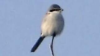 Great Grey Shrike