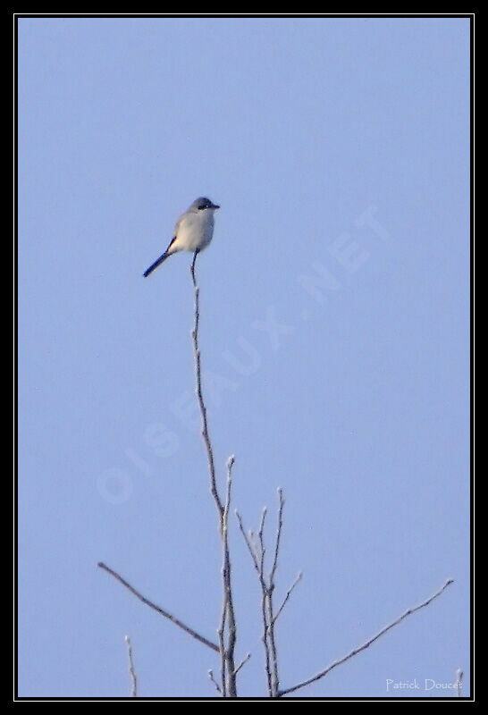 Great Grey Shrike