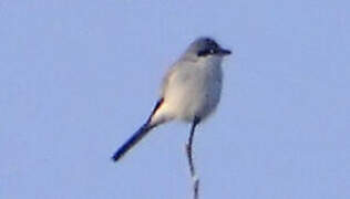 Great Grey Shrike