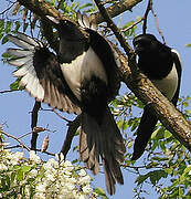 Eurasian Magpie