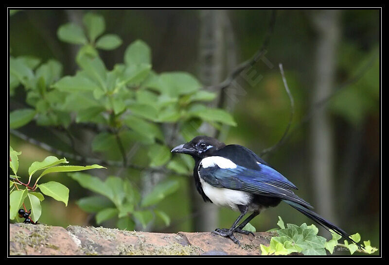 Eurasian Magpie