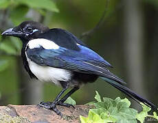 Eurasian Magpie