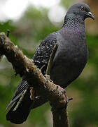 Rock Dove