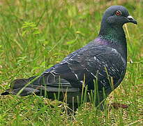 Rock Dove