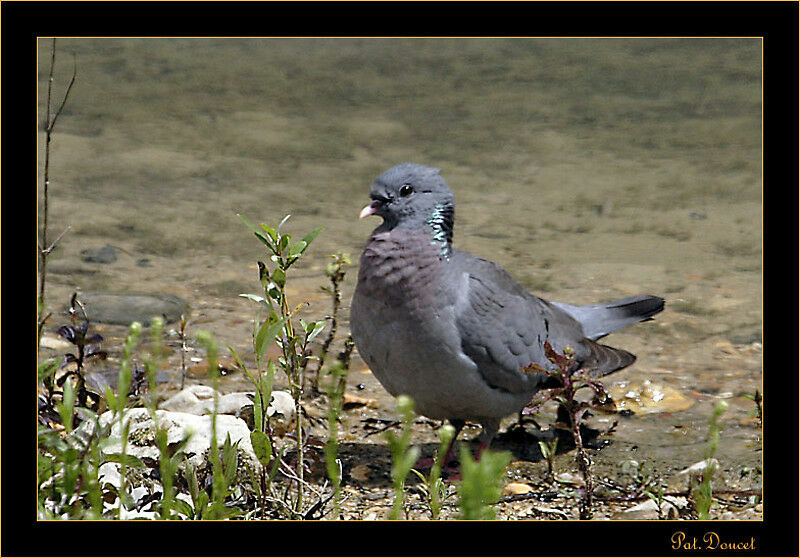 Pigeon colombin