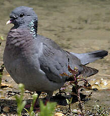 Pigeon colombin