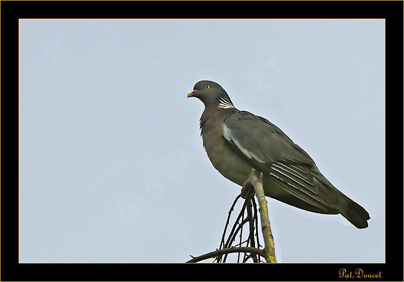 Common Wood Pigeon