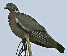 Common Wood Pigeon