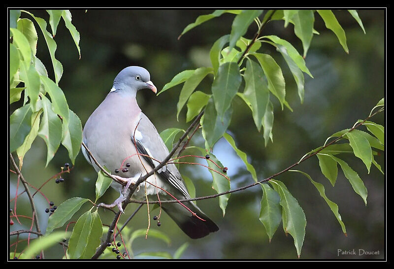 Common Wood Pigeon