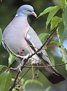 Common Wood Pigeon