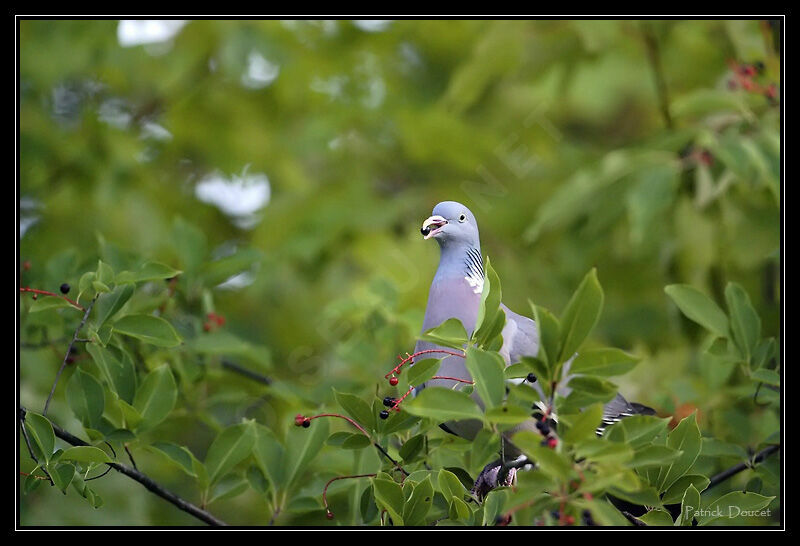 Common Wood Pigeon