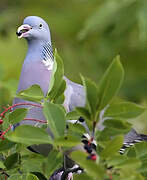 Common Wood Pigeon