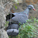 Pigeon trocaz