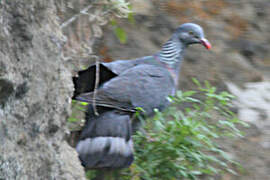 Trocaz Pigeon