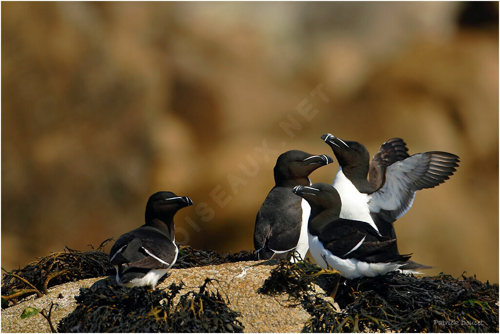 Razorbill