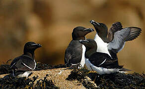 Razorbill