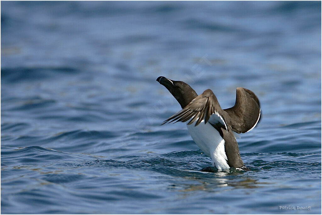 Razorbill