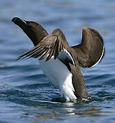 Razorbill