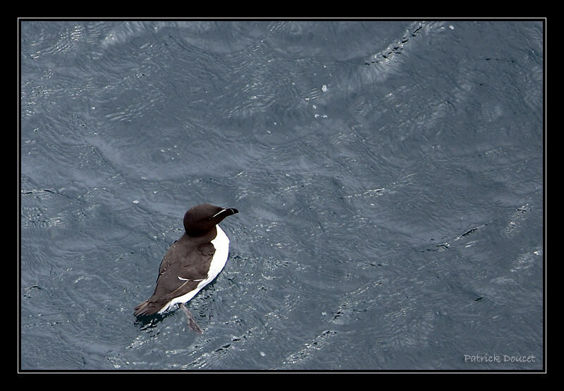 Razorbill