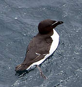 Razorbill