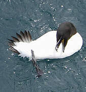 Razorbill