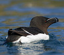 Pingouin torda