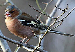 Eurasian Chaffinch