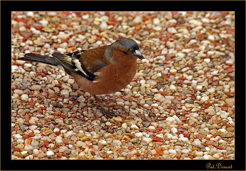 Common Chaffinch