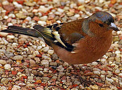 Eurasian Chaffinch