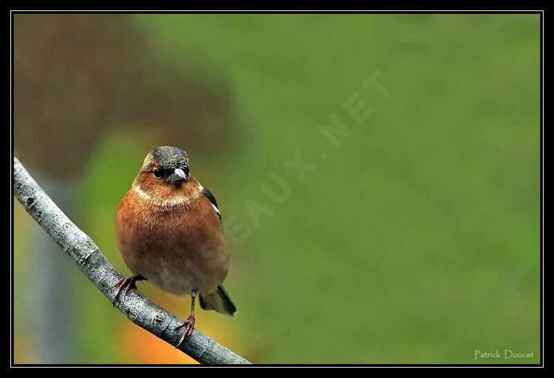 Common Chaffinch