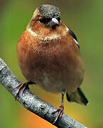 Eurasian Chaffinch