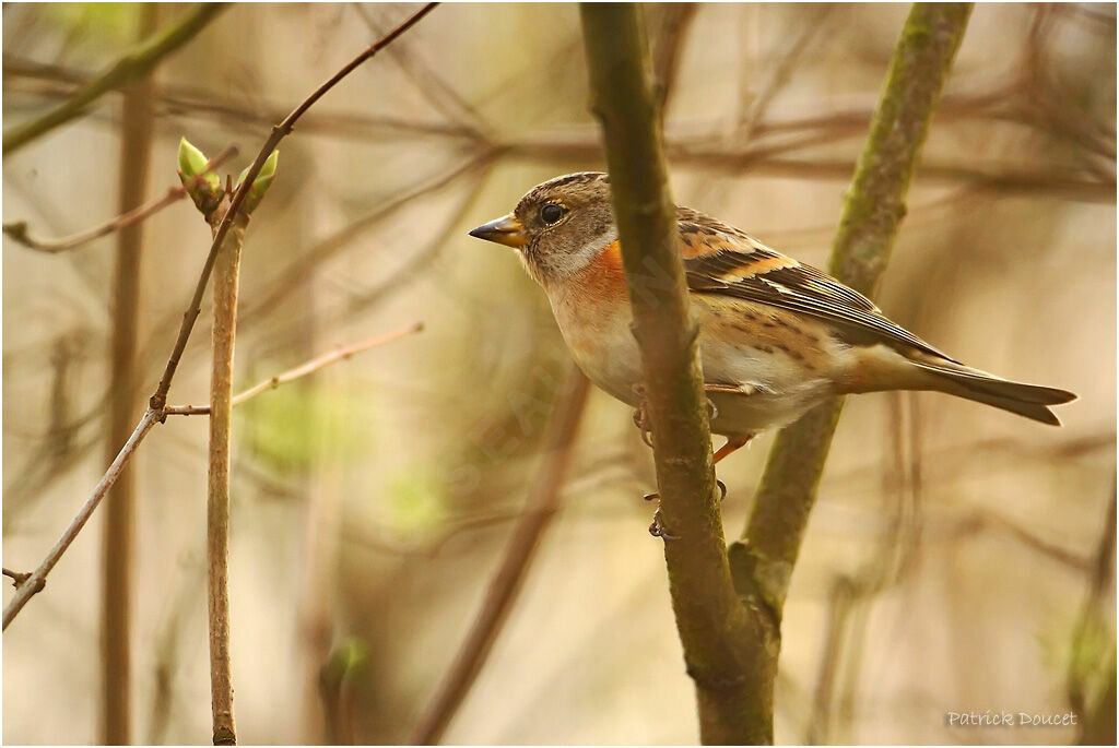 Brambling