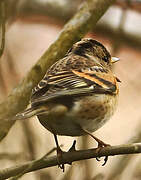 Brambling