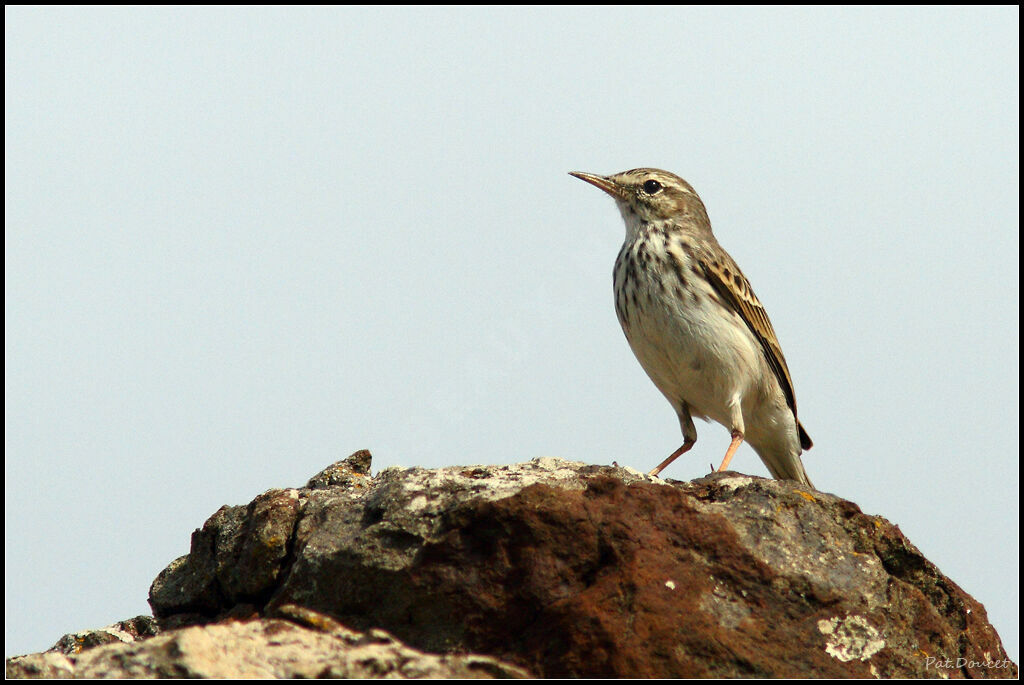 Pipit de Berthelot