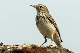 Berthelot's Pipit