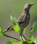 Pipit des arbres