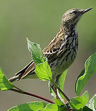 Pipit des arbres