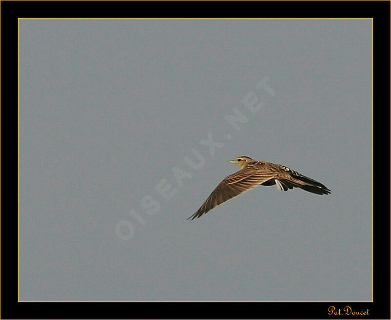 Tree Pipit