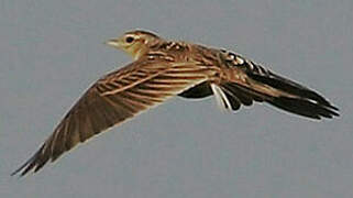 Tree Pipit